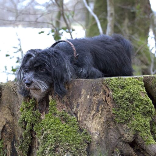 Debut (uofficiel) i LP3